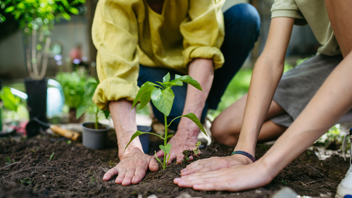 a group of people planting a plant