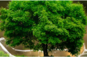 a tree is growing inside a broken glass ball
