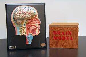 An interior shot of a skull and a wooden box with the text brain model on it.