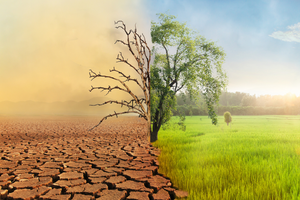 An image of a tree split in half with one being barren and the other being lush