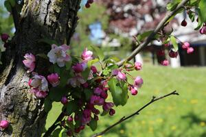 A close-up of cherry blossoms in bloom outside in a courtyard.