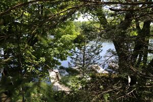A view of a duck outside near water. The dock is obscured by a number of trees and plants with sun shining through.