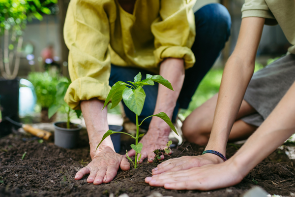 a group of people planting a plant