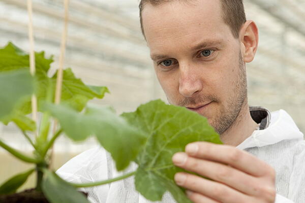 a botanist looking at a plant