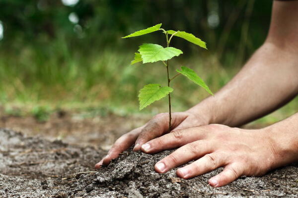someone planting a sappling