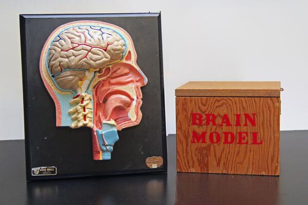 An interior shot of a skull and a wooden box with the text brain model on it. 