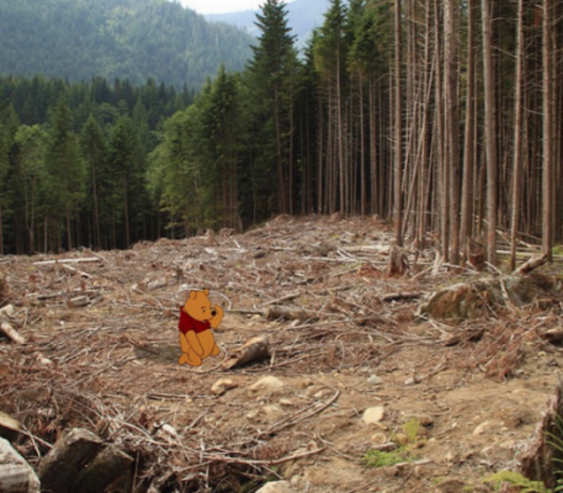 Art by Jeff Hong, depicts a picture of Winnie the Pooh kneeling and looking sad and confused in the midst of a clear cut forest.
