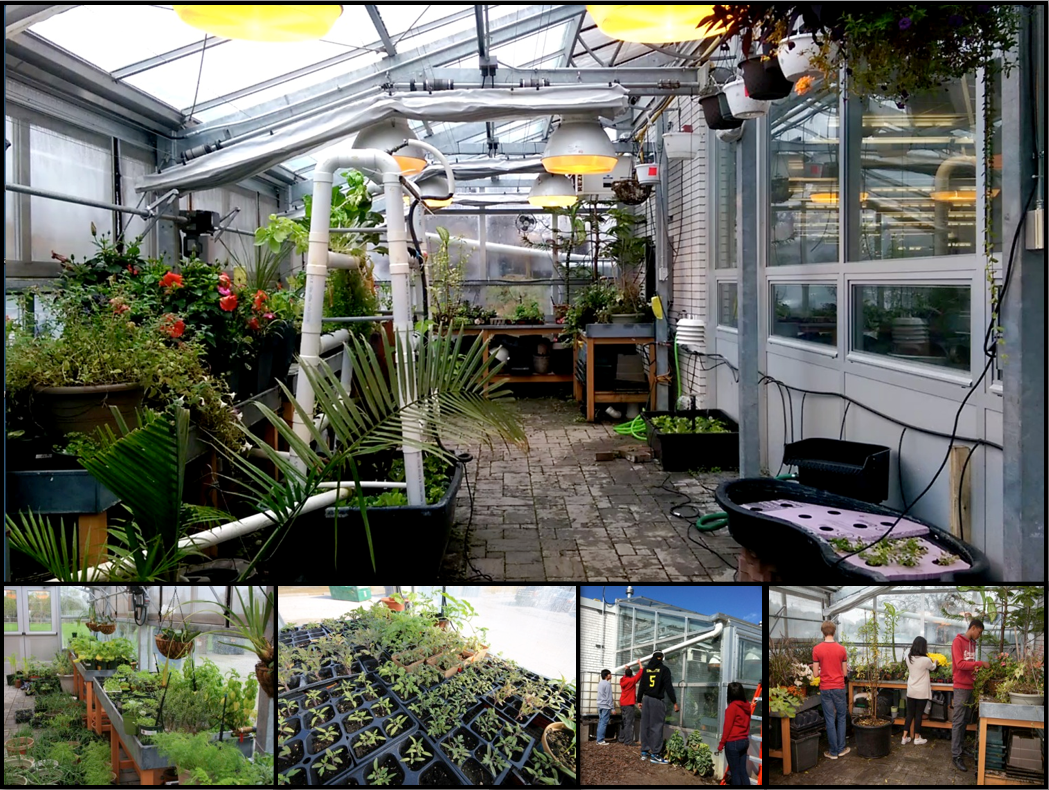 Plants growing in farm's greenhouse