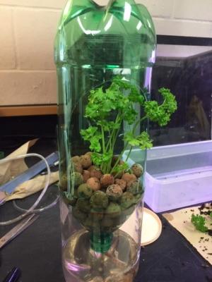 Plant growing in pop bottle